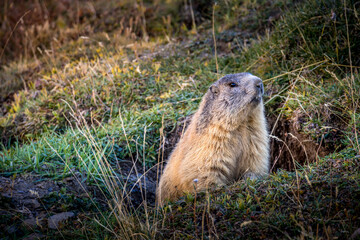 Marmotte