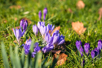 purple crocus flowers