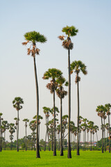 Views of tall palm trees abound in the green fields. at Sam Khok District Pathum Thani Province, Thailand. Taken on 2 Feb 2023.