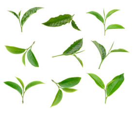 Green tea leaf collection isolated on transparent png
