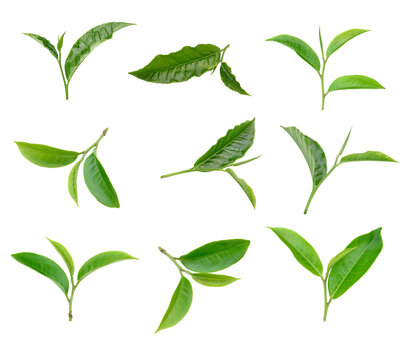 Green tea leaf collection isolated on transparent png