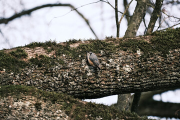 Eurasian nuthatch, wood nuthatch, Sitta europaea, bird on tree, looking for food