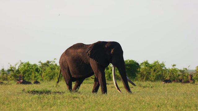  African elephant tusker grazing on green grass