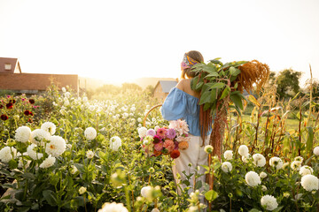 Woman carries lots of freshly picked up flowers on rural farm during sunset. Colorful dahlias and...