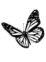 Fototapeta na wymiar Butterfly drawing 