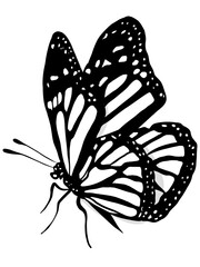 Butterfly illustration 