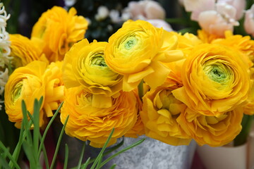 Ranunculus (yellow buttercups, spearworts, water crowfoots). Spring flowers bouquet. Present, gift for March 8, International Women's Day. Seasonal spring yellow flowers. Spring flowers. Springtime