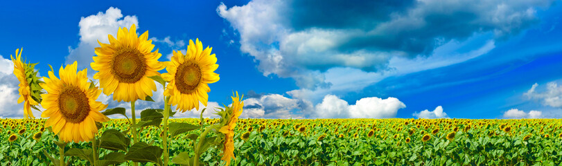 Image of beautiful yellow sunflowers