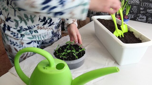 A woman prepares young green sprouts for transplanting. Seedlings in a plastic container. Tools are scattered around. Seedling of hot pepper. Medium plan.