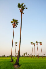 Views of tall palm trees abound in the green fields. at Sam Khok District Pathum Thani Province, Thailand. Taken on 2 Feb 2023.