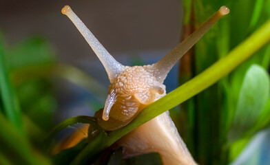 Snail (lat. Gastropoda)