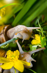 Snail (lat. Gastropoda)