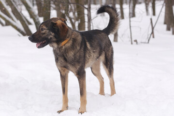  shepherd dog puppy full body portrait on white snow background