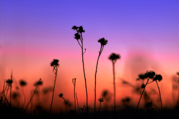 Black silhouette of dry flowers on orange yellow blue background. Sunset or sunrise in mountain...