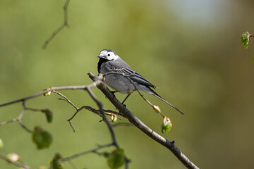 Bachstelze auf einem Ast