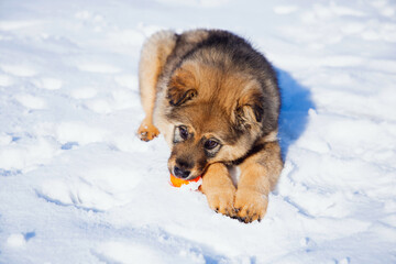 cute little puppy playing with a ball in the snow