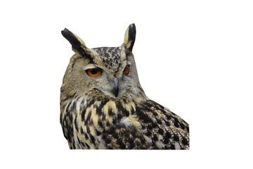 Portrait of eagle owl, Bubo bubo, a species of eagle owl, standing against white background