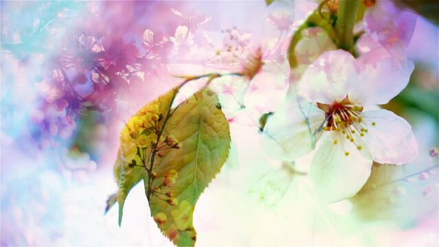 Cherry blossom branch close up against blooming tree with transparent effect. Conceptual fantasy scene of realistic Sakura floral pattern. Beautiful watercolor nature. Slow motion. 
