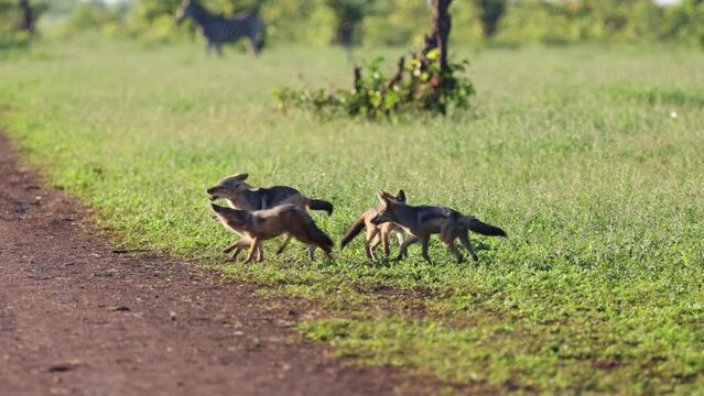 Black back jackal, the runt of the litter