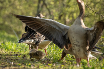 Graugans mit Küken.