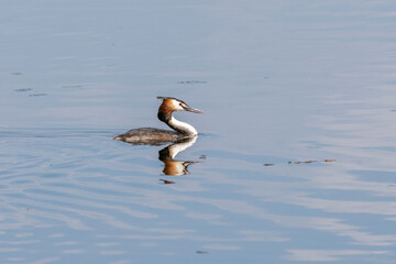 Haubentaucher in einem See.