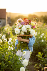 Portrait of a woman with lots of freshly picked up colorful dahlias and lush amaranth flower on rural farm during sunset - 577723455