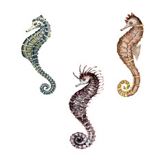 set seahorses © BudovskayaArt