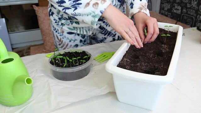 A woman transplants young green sprouts into a larger container. Seedlings in a plastic container. Tools are scattered around. Seedling of hot pepper. Overall plan.