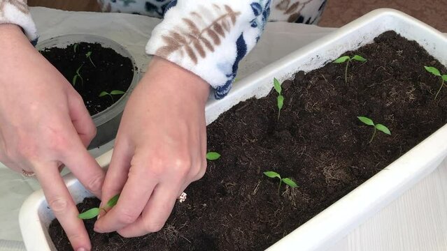 A woman transplants young green sprouts into a larger container. Seedlings in a plastic container. Tools are scattered around. Medium plan
