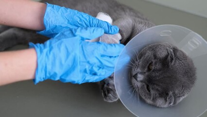 A domestic gray British Shorthair cat in a protective collar after surgery. The cat broke its paw.