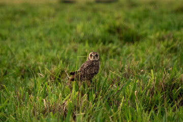 horned owl