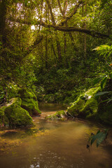 Fototapeta premium river in the forest