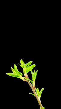 Green leaves bloom, vertical  time-lapse with alpha channel