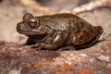 frog on the ground