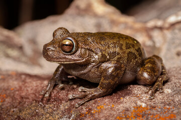 frog on the ground