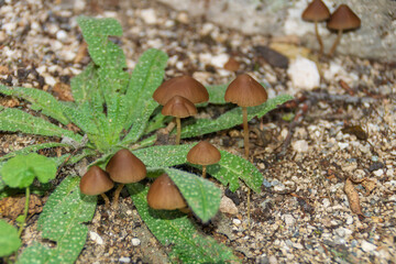 Biodiversity Workshop: Fungi and Plants in Harmony