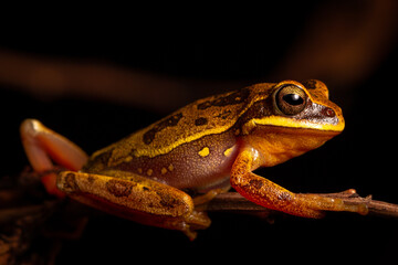 frog sitting on a stone