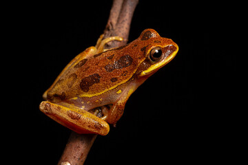 frog on a black background
