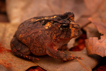 frog on the ground