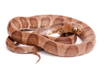 dipsas snake on white background