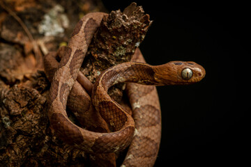 snake on a branch