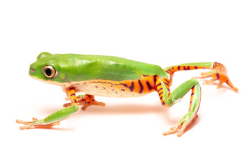 red eyed tree frog isolated on white