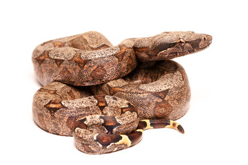 boa snake isolated on white bakcground