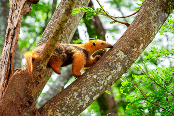 ant eater on the tree