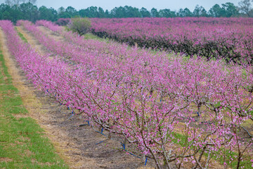 Obraz premium flower, pink, nature, flowers, spring, blossom, plant, flora, beauty, bloom, garden, purple, closeup, tree, petal, cherry, summer, orchid, floral, macro, close-up, branch, blooming, white, beautiful