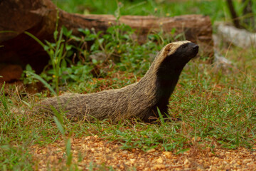 ferret on the grass