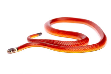 close up of a red snake on white background
