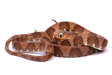 close up of a snake on white background
