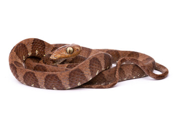 close up of a snake on white background