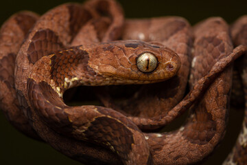 close up of a snake